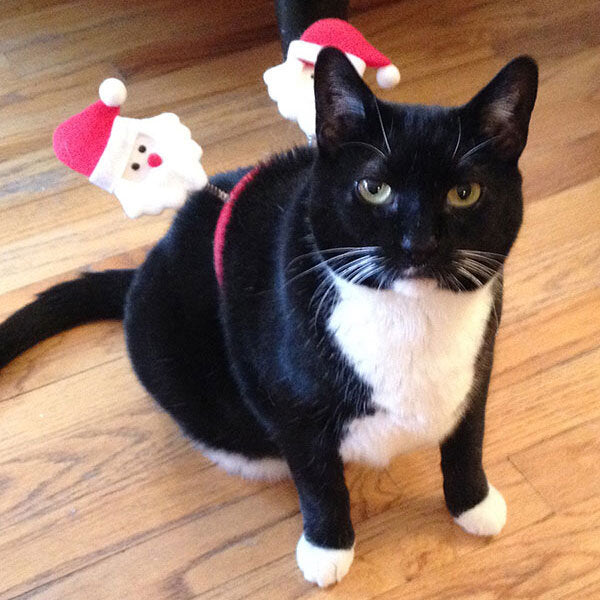Maggie, my cat, wearing a santa claus headband